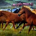 Caballos Don Chalten Santacruz Argentina Hotel Los Cerros Boutique El Santa Cruz