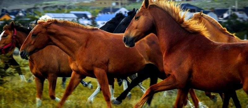 Caballos Don Chalten Santacruz Argentina Hotel Los Cerros Boutique El Santa Cruz