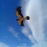 Condor hosteria chalten santacruz argentina